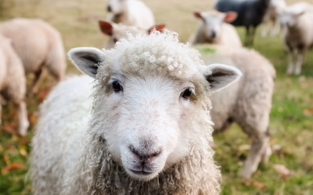 Pastors Without Pastures