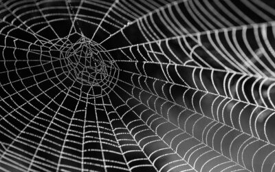 Why We Do Not Fear