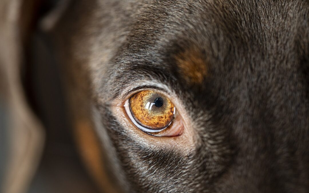 How to Deal with the Sin that Dogs You
