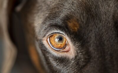 How to Deal with the Sin that Dogs You