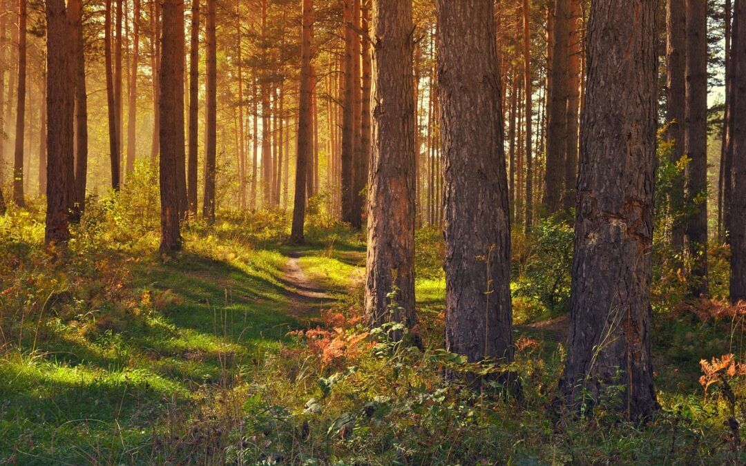 The Hidden Path