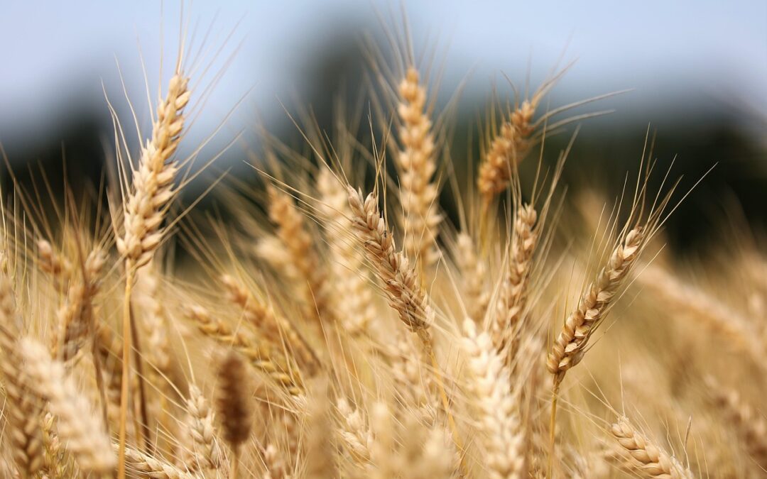 Prophesying Your Way to Prosperity