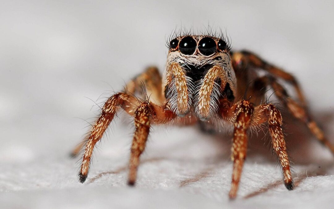 How to Deal with Spiders