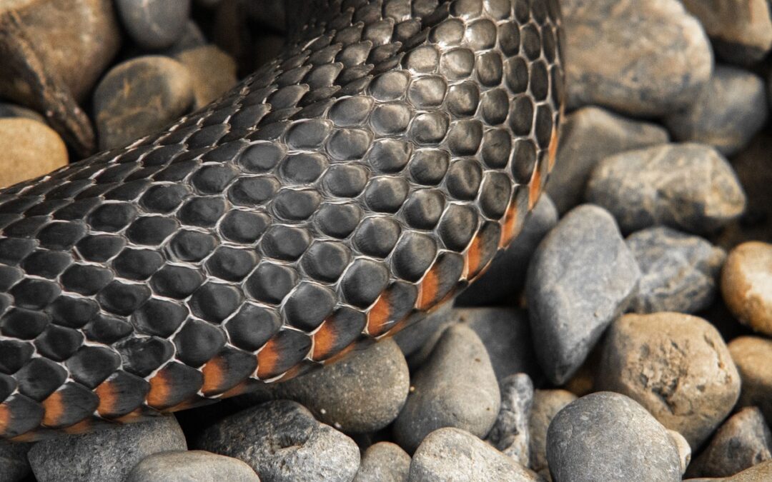 A Snake-free Planet Earth?  It’s Coming!