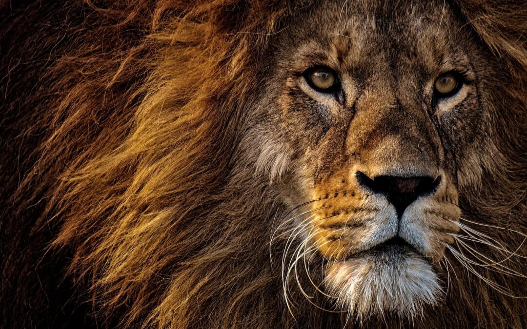 When Lambs Turn into Lions!