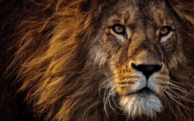 When Lambs Turn into Lions!