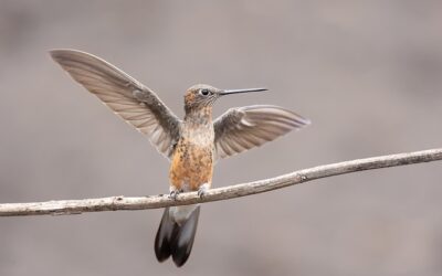 This Prayer by the Apostle Paul Has Wings!