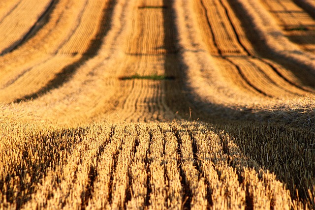 Australia’s Coming End Time Harvest