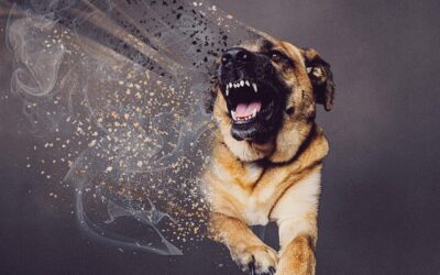 Predisposition: Who Let the Dog In?