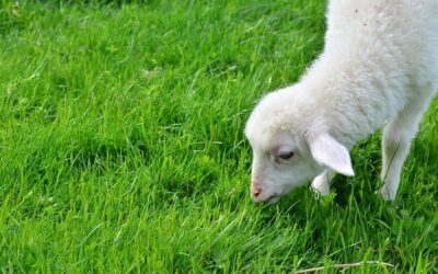 A Rear Vision of God’s Mercies